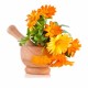 بذور زهور الكلانديولا ( Calendula officinalis ) بذور زهور الكلانديولا ( Calendula officinalis )
