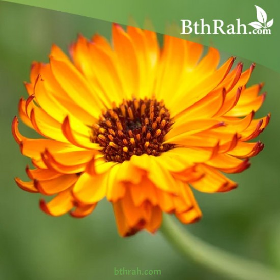 بذور زهور الكلانديولا ( Calendula officinalis ) بذور زهور الكلانديولا ( Calendula officinalis )