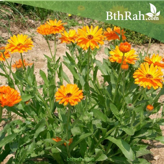 بذور زهور الكلانديولا ( Calendula officinalis ) بذور زهور الكلانديولا ( Calendula officinalis )