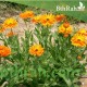 بذور زهور الكلانديولا ( Calendula officinalis ) بذور زهور الكلانديولا ( Calendula officinalis )