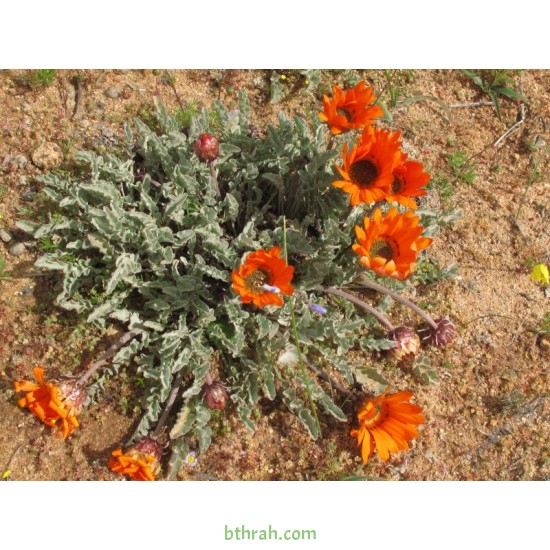 بذور زهرة ملكة الحقل (arctotis fastuosa) بذور زهرة ملكة الحقل (arctotis fastuosa)
