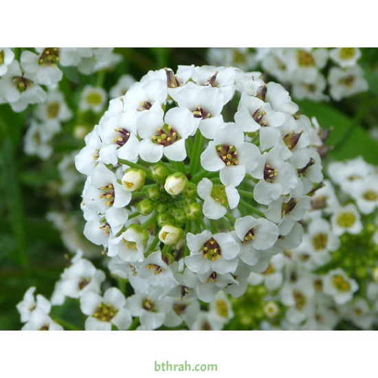 بذور زهور الأليسم - Lobularia maritima