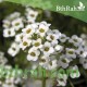 بذور زهور الأليسم - Lobularia maritima