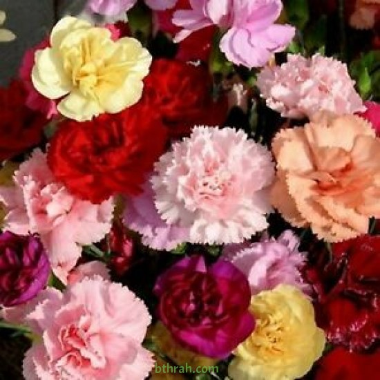 بذور زهور قرنفل جانيت (Dianthus caryophyllus) بذور زهور قرنفل جانيت (Dianthus caryophyllus)