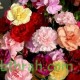 بذور زهور قرنفل جانيت (Dianthus caryophyllus) بذور زهور قرنفل جانيت (Dianthus caryophyllus)