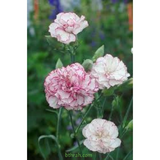 بذور زهور قرنفل جانيت (Dianthus caryophyllus) بذور زهور قرنفل جانيت (Dianthus caryophyllus)