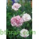 بذور زهور قرنفل جانيت (Dianthus caryophyllus) بذور زهور قرنفل جانيت (Dianthus caryophyllus)