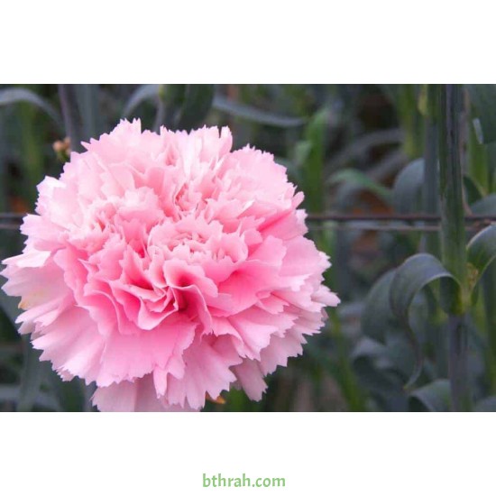 بذور زهور قرنفل قرمزي بلدي Carnation Giant Pink