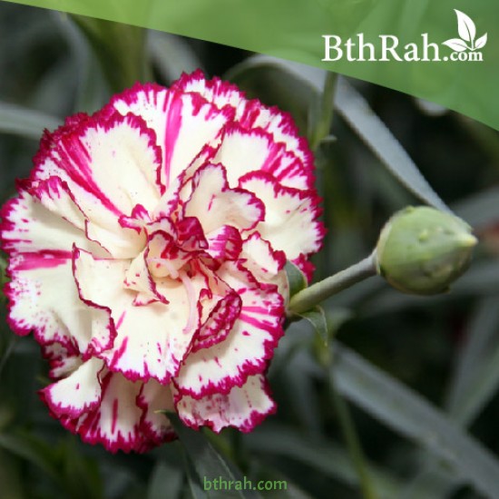 بذور زهور قرنفل جانيت (Dianthus caryophyllus) بذور زهور قرنفل جانيت (Dianthus caryophyllus)