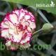 بذور زهور قرنفل جانيت (Dianthus caryophyllus) بذور زهور قرنفل جانيت (Dianthus caryophyllus)