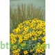 بذور زهرة الرودبيكا(rudbeckia) بذور زهرة الرودبيكا(rudbeckia)