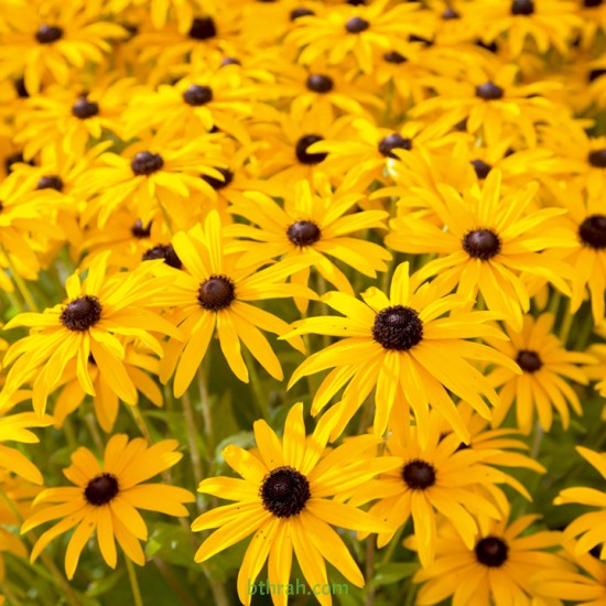 بذور زهرة الرودبيكا(rudbeckia) بذور زهرة الرودبيكا(rudbeckia)