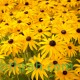 بذور زهرة الرودبيكا(rudbeckia) بذور زهرة الرودبيكا(rudbeckia)