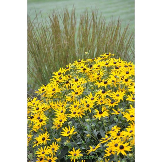 بذور زهرة الرودبيكا(rudbeckia) بذور زهرة الرودبيكا(rudbeckia)