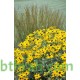 بذور زهرة الرودبيكا(rudbeckia) بذور زهرة الرودبيكا(rudbeckia)