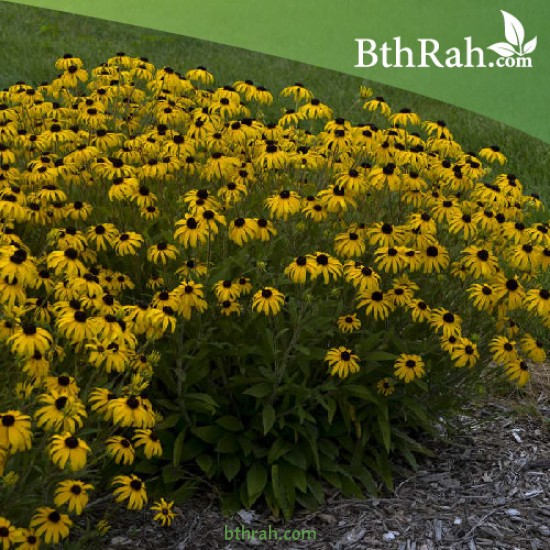 بذور زهرة الرودبيكا(rudbeckia) بذور زهرة الرودبيكا(rudbeckia)