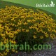 بذور زهرة الرودبيكا(rudbeckia) بذور زهرة الرودبيكا(rudbeckia)