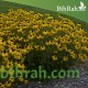 بذور زهرة الرودبيكا(rudbeckia) بذور زهرة الرودبيكا(rudbeckia)
