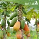 بذور البابايا التايلندية - Carica papaya بذور البابايا التايلندية - Carica papaya