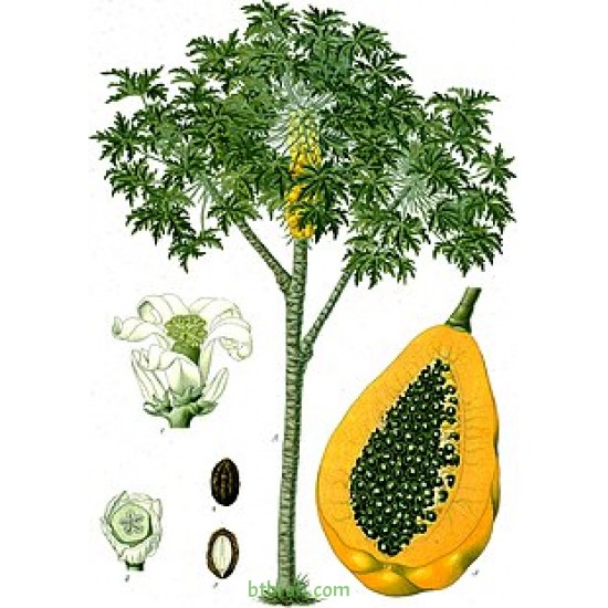 بذور البابايا التايلندية - Carica papaya بذور البابايا التايلندية - Carica papaya