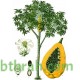 بذور البابايا التايلندية - Carica papaya بذور البابايا التايلندية - Carica papaya