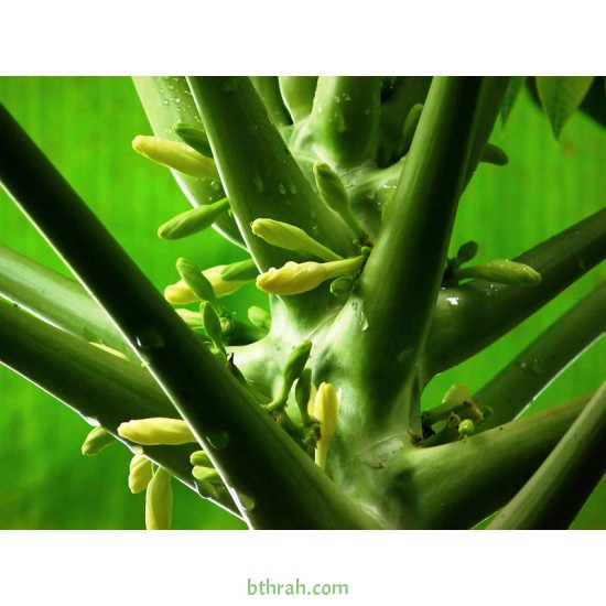 بذور البابايا التايلندية - Carica papaya بذور البابايا التايلندية - Carica papaya