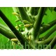 بذور البابايا التايلندية - Carica papaya بذور البابايا التايلندية - Carica papaya