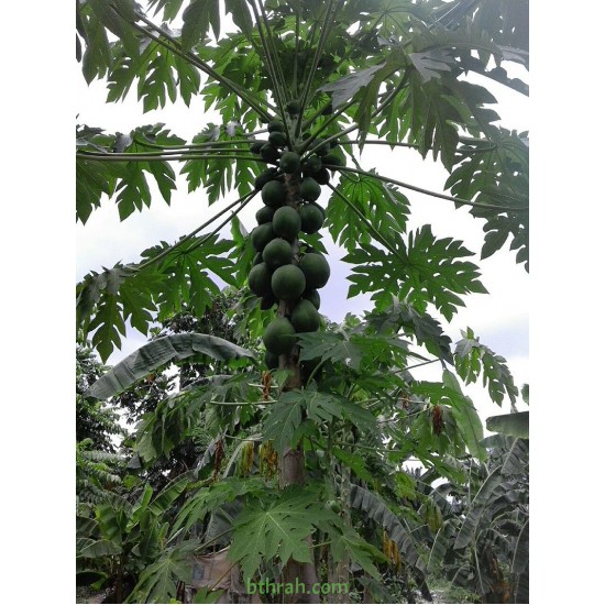 بذور البابايا التايلندية - Carica papaya بذور البابايا التايلندية - Carica papaya