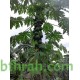بذور البابايا التايلندية - Carica papaya بذور البابايا التايلندية - Carica papaya