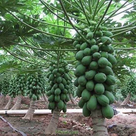 بذور البابايا التايلندية - Carica papaya بذور البابايا التايلندية - Carica papaya