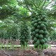 بذور البابايا التايلندية - Carica papaya بذور البابايا التايلندية - Carica papaya