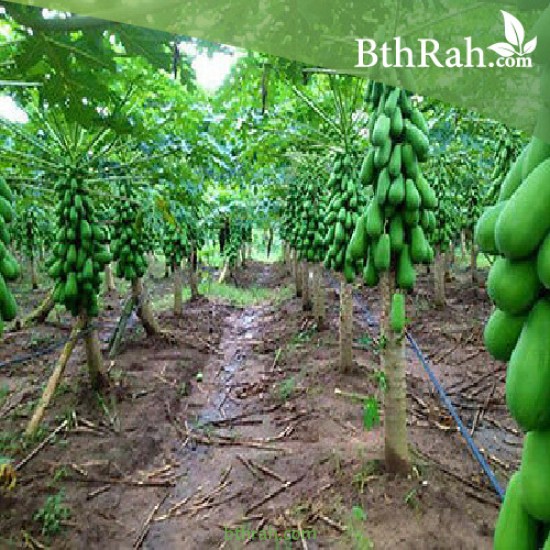 بذور البابايا التايلندية - Carica papaya بذور البابايا التايلندية - Carica papaya
