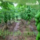 بذور البابايا التايلندية - Carica papaya بذور البابايا التايلندية - Carica papaya