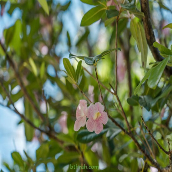 بذور شجرة التابوبيا الوردية البيضاء - Tabebuia heterophylla  