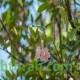 بذور شجرة التابوبيا الوردية البيضاء - Tabebuia heterophylla  