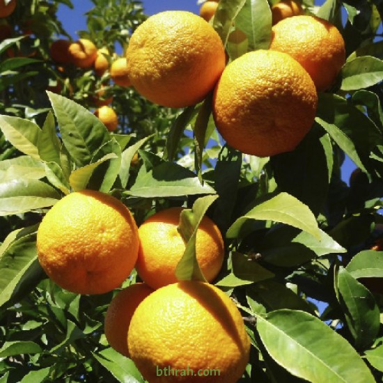 بذور شجرة النارنج - citrus aurantium بذور شجرة النارنج - citrus aurantium