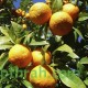 بذور شجرة النارنج - citrus aurantium بذور شجرة النارنج - citrus aurantium