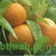 بذور شجرة النارنج - citrus aurantium بذور شجرة النارنج - citrus aurantium