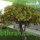 بذور شجرة النارنج - citrus aurantium