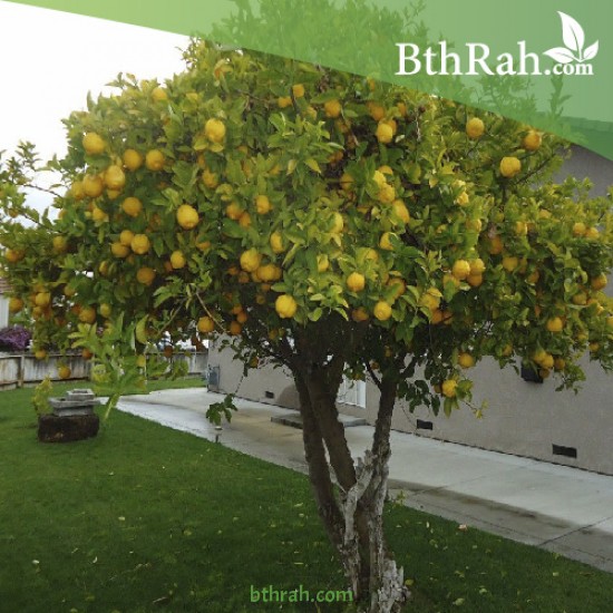 بذور شجرة النارنج - citrus aurantium بذور شجرة النارنج - citrus aurantium