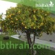 بذور شجرة النارنج - citrus aurantium بذور شجرة النارنج - citrus aurantium