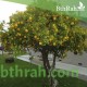 بذور شجرة النارنج - citrus aurantium بذور شجرة النارنج - citrus aurantium