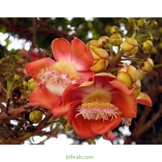بذور فيكس لسان العصفور - Ficus religiosa بذور فيكس لسان العصفور - Ficus religiosa