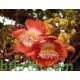 بذور فيكس لسان العصفور - Ficus religiosa بذور فيكس لسان العصفور - Ficus religiosa