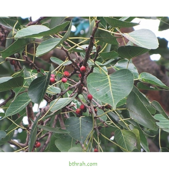بذور فيكس لسان العصفور - Ficus religiosa بذور فيكس لسان العصفور - Ficus religiosa