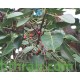 بذور فيكس لسان العصفور - Ficus religiosa بذور فيكس لسان العصفور - Ficus religiosa