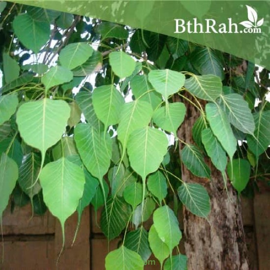 بذور فيكس لسان العصفور - Ficus religiosa بذور فيكس لسان العصفور - Ficus religiosa