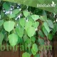 بذور فيكس لسان العصفور - Ficus religiosa بذور فيكس لسان العصفور - Ficus religiosa
