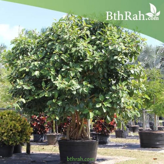 بذور فيكس بنغالي - Ficus benghalensis