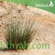 بذور عشبة النّصي - Stipagrostis